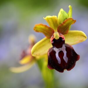 Wilde orchideeën in de Gargano - Ophrys garganica