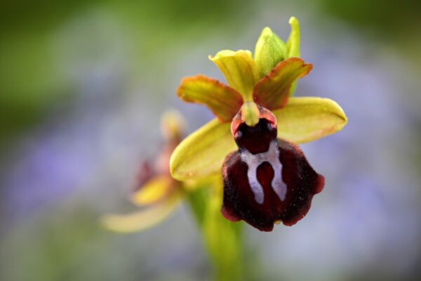 Wilde orchideeën in de Gargano - Ophrys garganica