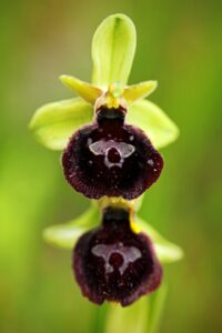 Wilde orchideeën in de Gargano - Ophrys tenthredinifera"