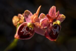 Wilde orchideeën in de Gargano - Ophrys tenthredinifera x passionis garganica 1"