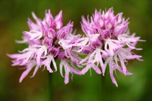Wilde orchideeën in de Gargano - Orchis italica"