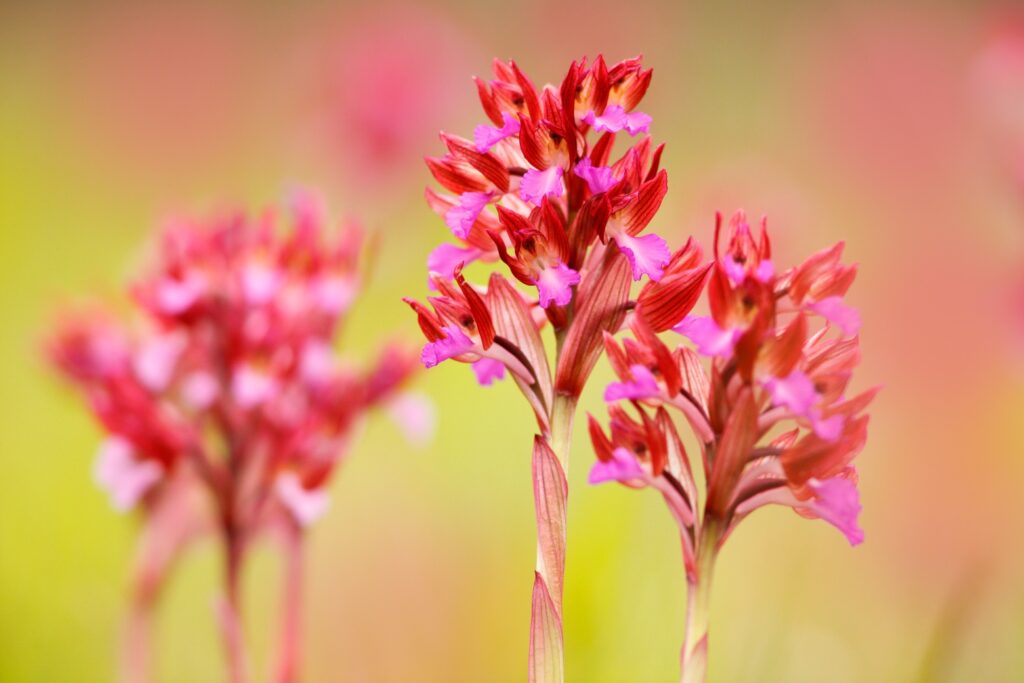Wilde orchideeën in de Gargano - Orchis papilionacea