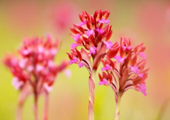 Wilde orchideeën in de Gargano - Orchis papilionacea