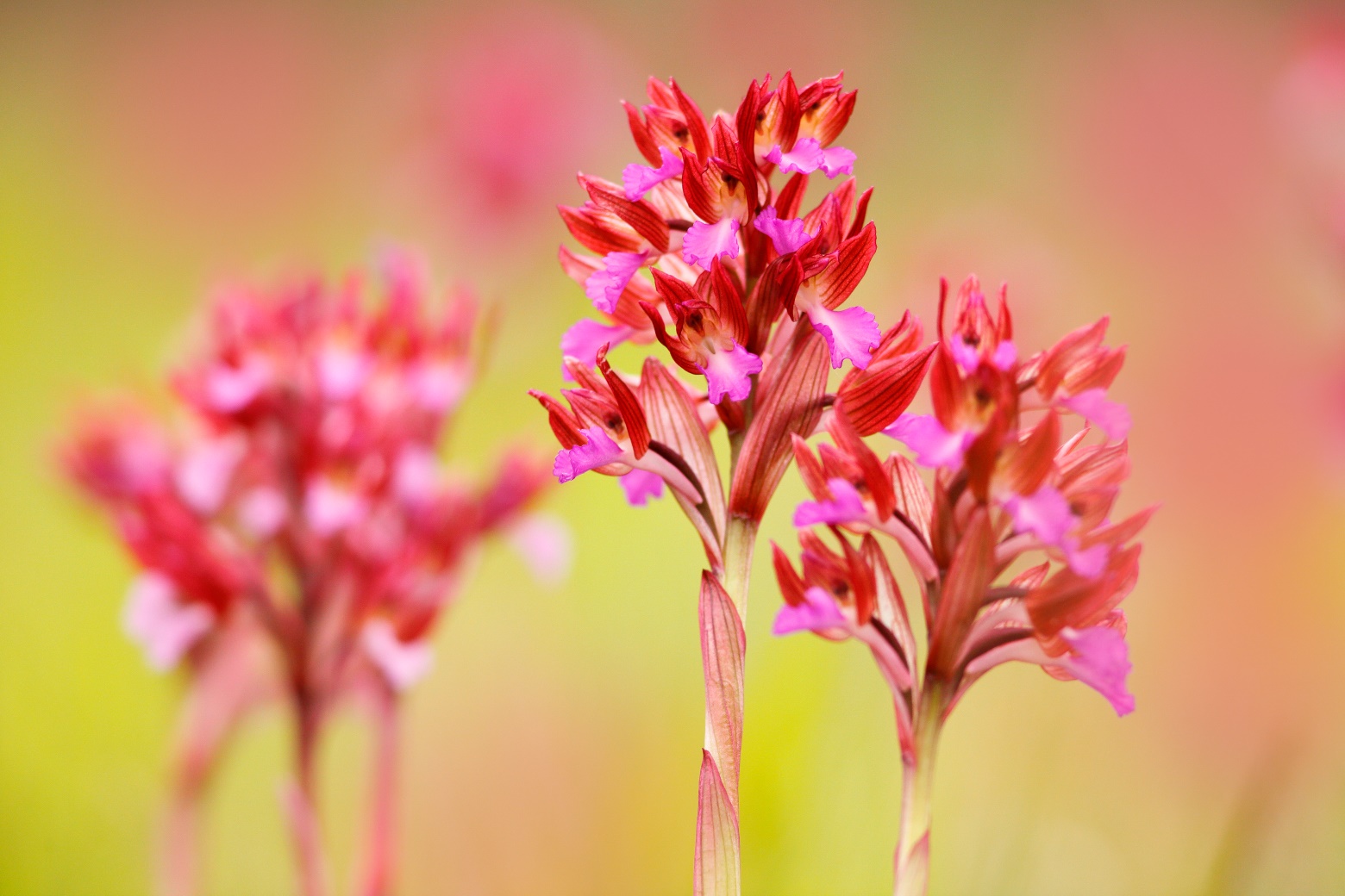 Wilde orchideeën in de Gargano - Orchis papilionacea