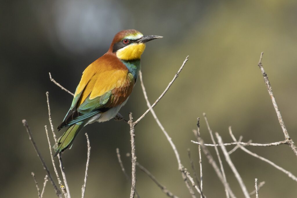 Extremadura: unieke vogels spotten met Goldcrest Nature Tours