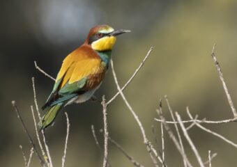 Extremadura: unieke vogels spotten met Goldcrest Nature Tours