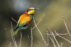 Bijeneter- vogelreizen in Europa - Spanje"