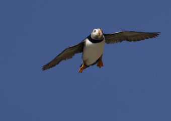 Vogelreizen in Europa