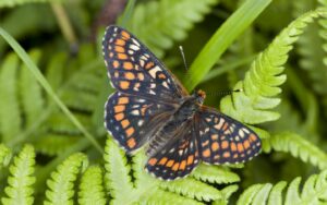 Ontdek de magie van Alpen vlinders tijdens een vlinderreis