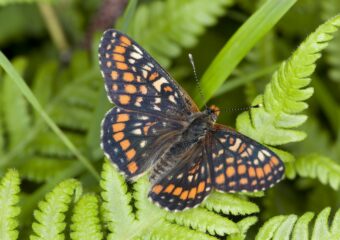 Ontdek de magie van Alpen vlinders tijdens een vlinderreis