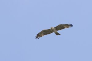 Vogels Zuid Spanje spotten tijdens unieke vogelreis