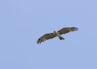 Vogels Zuid Spanje spotten tijdens unieke vogelreis