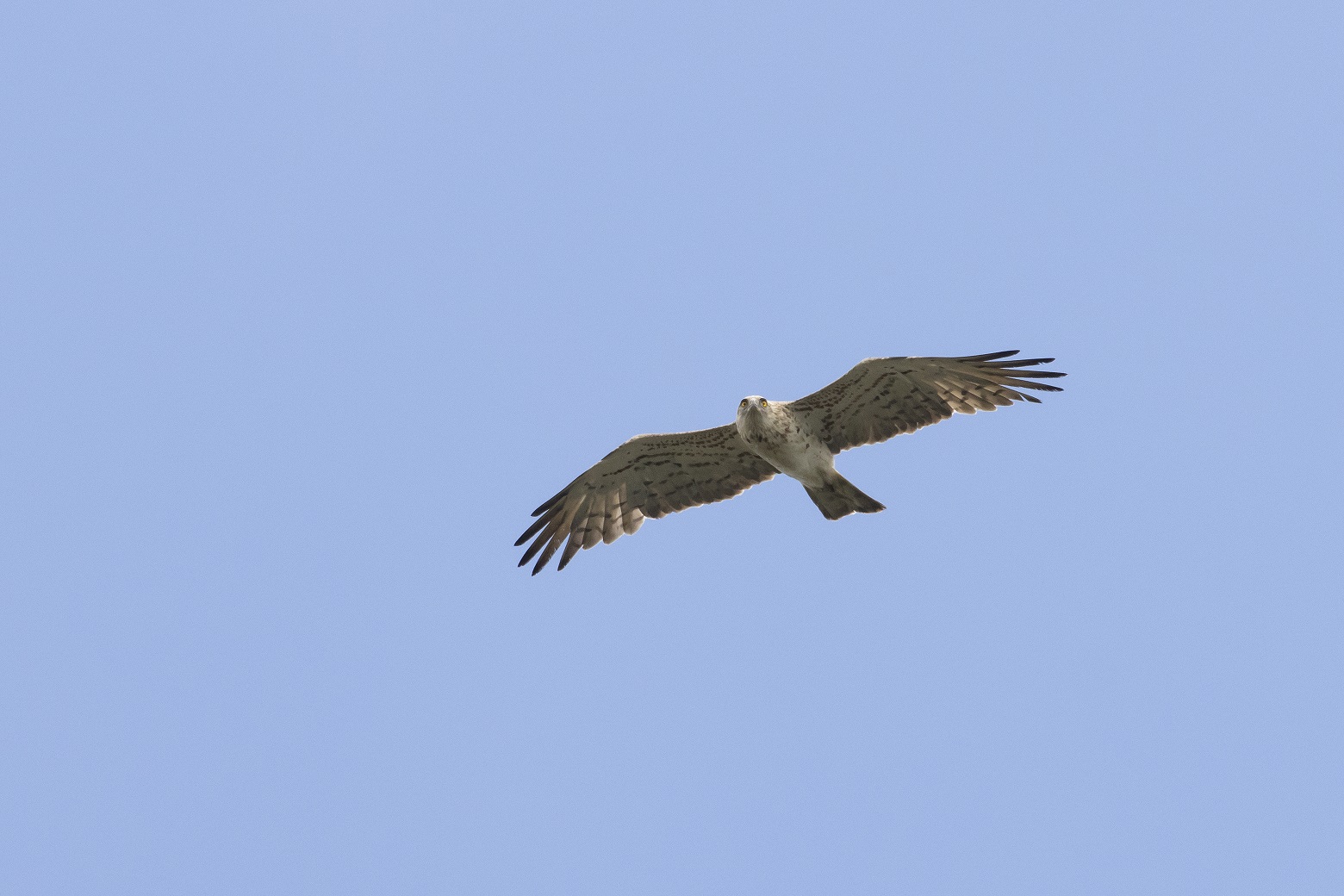 Vogels Zuid Spanje spotten tijdens unieke vogelreis