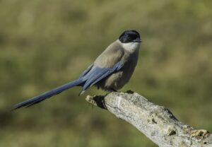 Blauwe ekster - vogelreizen in Europa - Spanje"