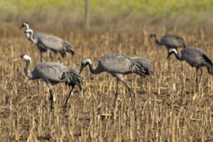 Kraanvogels in Duitsland – Unieke vogelreis"
