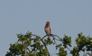 Roodmus - vogelreizen in Europa - Oderdelta"