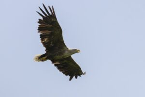 Vogelreis: Ontdek de Oderdelta vol bijzondere soorten