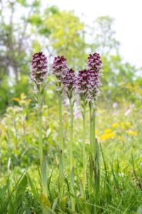 Aangebrande orchis – Neotina ustulata – foto Mark Meijrink