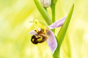 drie dagen Eifel-op zoek naar wilde orchideeën