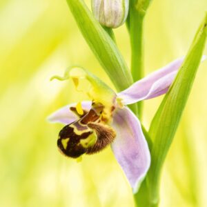 drie dagen Eifel-op zoek naar wilde orchideeën
