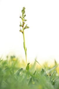 Groene nachtorchis – d.viridis – foto: Mark Meijrink