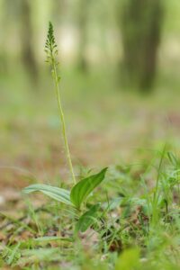 Neottia ovata – Grote keverorchis – verticaal
