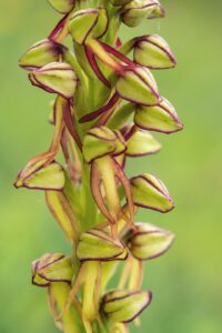 Poppenorchis – Orchis anthropophora – foto: Mark Meijrink
