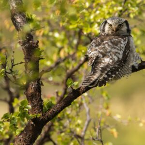 Vogelreis in de wildernis van Härjedalen: Zweden