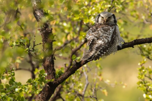 Vogelreis in de wildernis van Härjedalen: Zweden