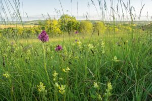 Veld met orchideeën en ratelaar