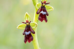 Vliegenorchis – foto: Mark Meijrink