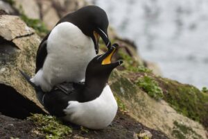 Alk in paring bij Bempton Cliffs