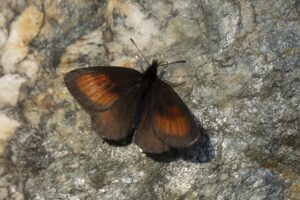 Alpenzijde-erebia imago"