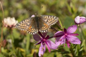 Bergparelmoervlinder imago"