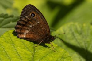 Blauwoogvlinder imago"