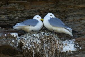Drieteenmeeuw paartje op nest