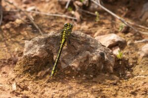 Gele rombout imago - gomphus simillimus"