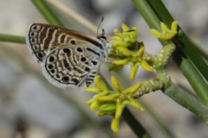 Groot acaciablauwtje imago"