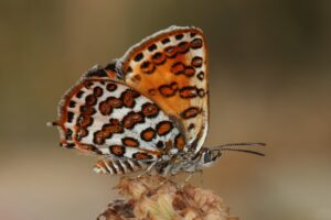 Grote zilverstreep imago"