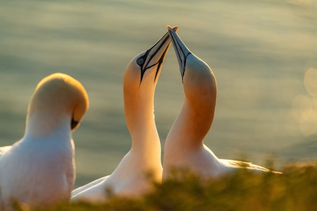 Vogelfotografie bij Bempton Cliffs