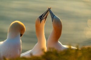 Vogelfotografie bij Bempton Cliffs