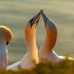 Vogelfotografie bij Bempton Cliffs
