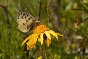 Kleine apollovlinder imago"