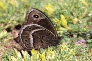 Kleine berberzandoog imago"