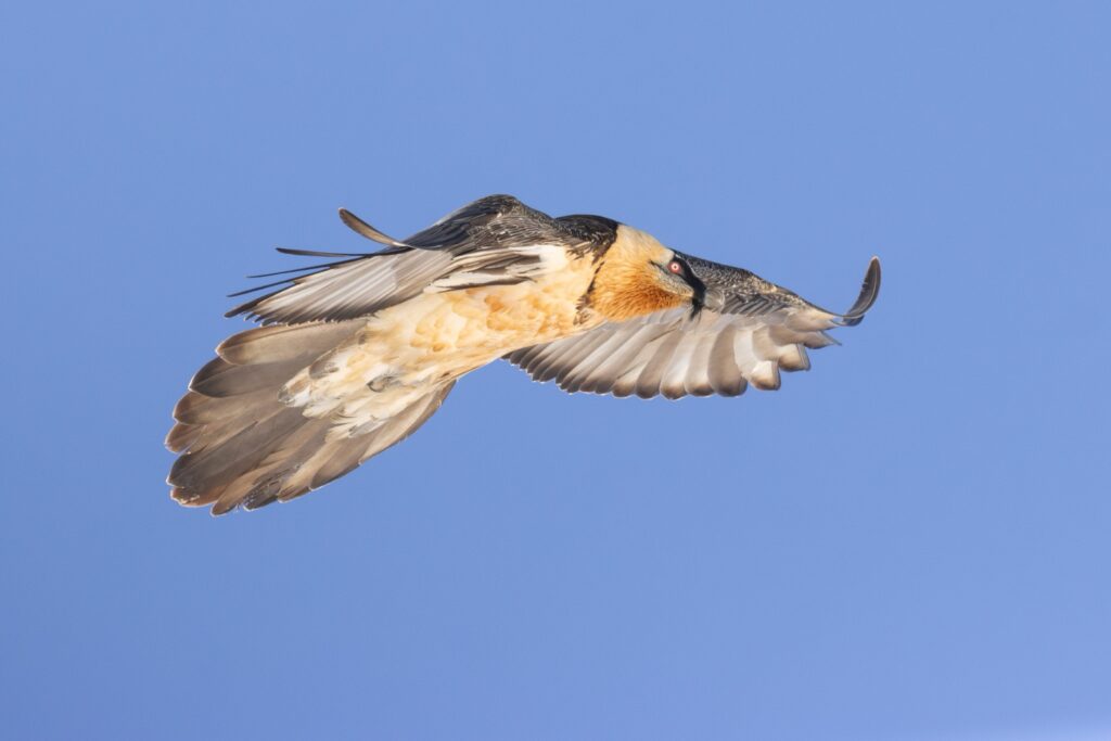 Fotoreis – roofvogels Zwitserse Alpen