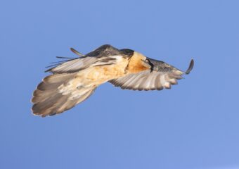 Fotoreis – roofvogels Zwitserse Alpen