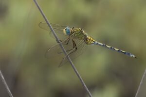 Lange oeverlibel imago"