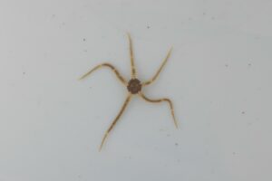 Levendbarende slangster