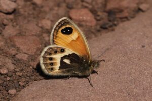 Marokkaans hooibeestje"