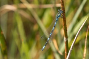Mercuur waterjuffer imago male- Coenagrion mercuriale"